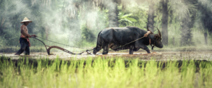 Man and water buffalo, Laos