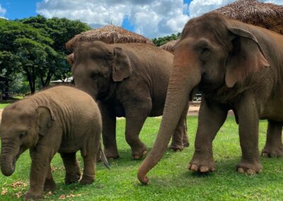 137 Pillars Hotels & Resorts Partners with the Elephant Nature Park Chiang Mai