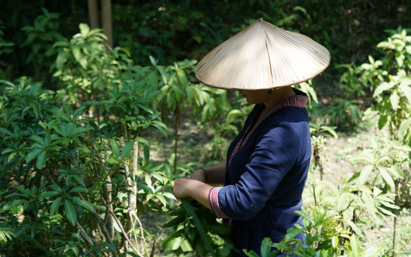 Panhou Retreat - herbal garden