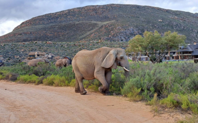 Part 1: South Africa – Into the Wild at Aquila Private Game Reserve